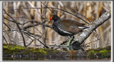 GALLINULE POULE-DEAU    /    COMMON MOORHEN     _MG_7407