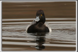 PETIT FULIGULE, male    /   LESSER SCAUP, male    _HP_2786