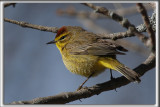 PARULINE  COURONNE ROUSSE  /  PALM WARBLER    _HP_3344