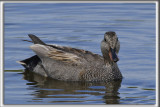 CANARD CHIPEAU, mle    /   GADWALL, male    _HP_4518