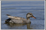 CANARD CHIPEAU, mle    /   GADWALL, male    _HP_4509