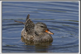 CANARD CHIPEAU, femelle    /   GADWALL,female    _HP_4554