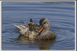 CANARD CHIPEAU, femelle    /   GADWALL,female    _HP_4601