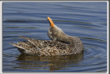 CANARD CHIPEAU, femelle    /   GADWALL,female    _HP_4619