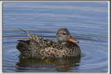 CANARD CHIPEAU, femelle    /   GADWALL,female    _HP_4521