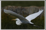 GRANDE AIGRETTE  /  GREAT EGRET    _HP_0877