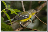 PARULINE  TTE CENDRE, autumn    /    MAGNOLIA WARBLER, automne   _HP_0312 aa