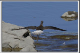 PETIT CHEVALIER   /   LESSER YELLOWLEGS     _HP_0062 a 