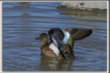 SARCELLE  AILES BLEUES   /   BLUE-WINGED TAIL    _HP_0291 aa