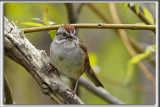 BRUANT DES MARAIS  /  SWAMP SPARROW     _HP_4206