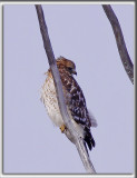 BUSE  PAULETTES  /   RED-SHOULDERED HAWK   _MG_6508 ab