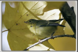 PARULINE AZURE, femelle en automne   /  CELULEAN WARBLER, autumn female   _HP_7246 