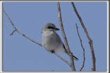 PIE-GRICHE GRISE  /  NORTHERN SHRIKE   _MG_9290