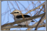 PIE-GRICHE MIGRATRICE   /   LOGGERHEAD SHRIKE   _MG_0279