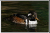 HARLE COURONN, mle  /  HOODED MERGANSER, male   _MG_7021