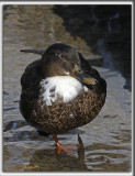 CANARD DE DUCLAIR   /   DUCLAIR DUCK   -   Dans un groupe de Colvert, possiblement Hybride /   with Malard , Hybrid   _HP_3073