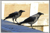 CORNEILLE MANTELE  Rome  /  HOODED CROW, Roma   _P0A6025