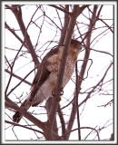 PERVIER BRUN   /   SHARP-SHINNED HAWK    _MG_3901