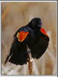 CAROUGE  PAULETTES, mle  /  RED-WINGED BLACKBIRD, male    _HP_3658