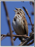 BRUANT CHANTEUR / SONG SPARROW