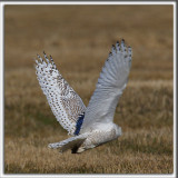 HARFANG DES NEIGES / SNOWY OWL