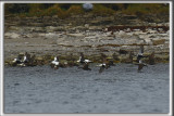 EIDER  DUVET  /  COMMON EIDER, male et femelle   _HP_7608