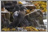 _EIDER  DUVET, jeune   /  COMMON EIDER, immature   HP_9438