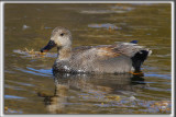 CANARD CHIPEAU, mle    /   GADWALL, male    _HP_4109