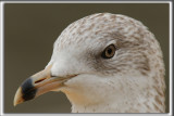 GOÉLAND À BEC CERCLÉ / RING-BILLED GULL