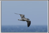 GOLAND MARIN, juvnil   /  GREAT BLACK-BACKED GULL, immature     _HP_9528