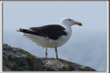GOLAND MARIN  /  GREAT BLACK-BACKED GULL    _HP_9586 