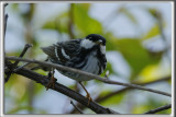 PARULINE RAYE, mle   /   BLACKPOLL WARBLER, male    _HP_5486