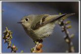 ROITELET  COURONNE RUBIS   /   RUBY-CROWNED  KINGLET    _HP_3219