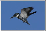 MARTIN PCHEUR  /  BELTED KINGFISHER    _HP_5019