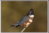 MARTIN PCHEUR  /  BELTED KINGFISHER    _HP_6468