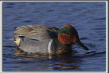 SARCELLE DHIVER mle  -  GREEN-WINGED male   _HP_5649