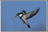 MARTIN PCHEUR  /  BELTED KINGFISHER    _HP_5085