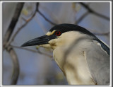 BIHOREAU GRIS, mle   /   BLACK-CROWNED NIGHT-HERON, male    _HP_6113