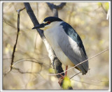 BIHOREAU GRIS, mle   /   BLACK-CROWNED NIGHT-HERON, male   _HP_6077