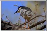 BIHOREAU GRIS, mle   /   BLACK-CROWNED NIGHT-HERON, male   _HP_6135