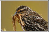 CAROUGE  PAULETTES, femelle  /    RED-WINGED BLACKBIRD, female     _HP_6575
