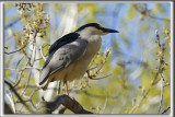 BIHOREAU GRIS, mle   /   BLACK-CROWNED NIGHT-HERON, male    _HP_6300