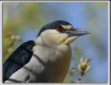 BIHOREAU GRIS, mle   /   BLACK-CROWNED NIGHT-HERON, male    _HP_6353