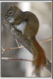 CUREUIL ROUX   /  REDDISH SQUIRREL    _MG_0642