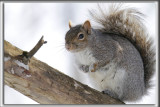 _ CUREUIL GRIS  /  GRAY SQUIRREL    MG_0403