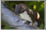 BELETTE PYGME    _MG_7588