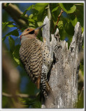 PIC FLAMBOYANT, mle   /  NORTHERN FLICKER, male      _HP_7624