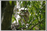 BB GRAND-DUC DAMRIQUE    /   BABY GREAT HORNED OWL    _HP_8827