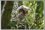 BB GRAND-DUC DAMRIQUE    /   BABY GREAT HORNED OWL    _HP_8752