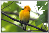 PARULINE ORANGE   /   PROTHONOTARY WARBLER    _HP_9304